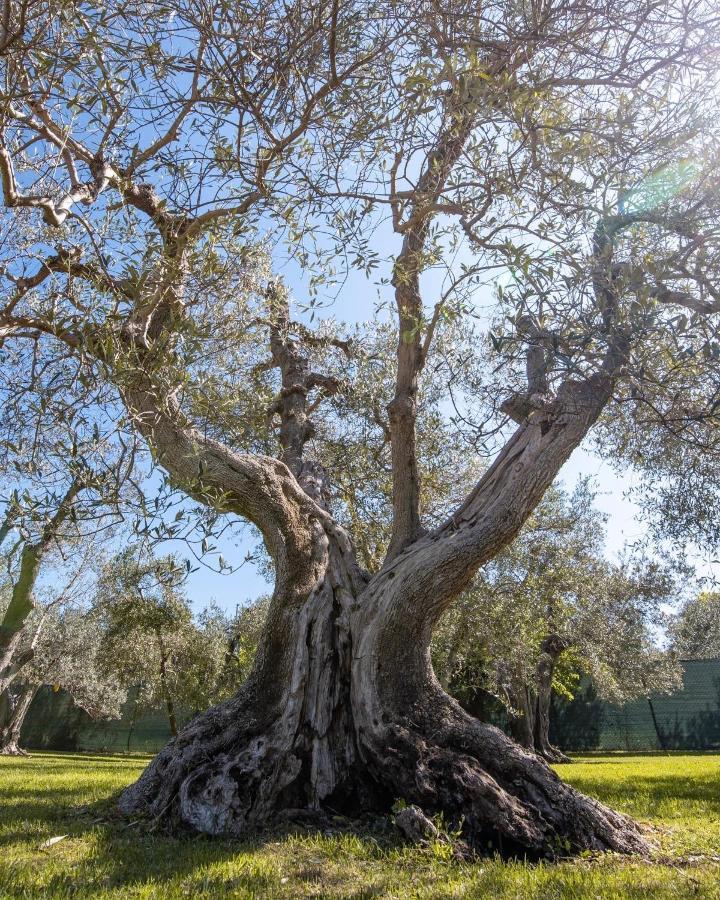 Il Bottaccio Casa Di Campagna Venturina Terme Exteriör bild